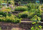 Agricultures urbaines : initier la mise en œuvre d’un projet durable