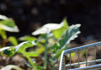 Journée d'étude alimentation & restauration territoriales